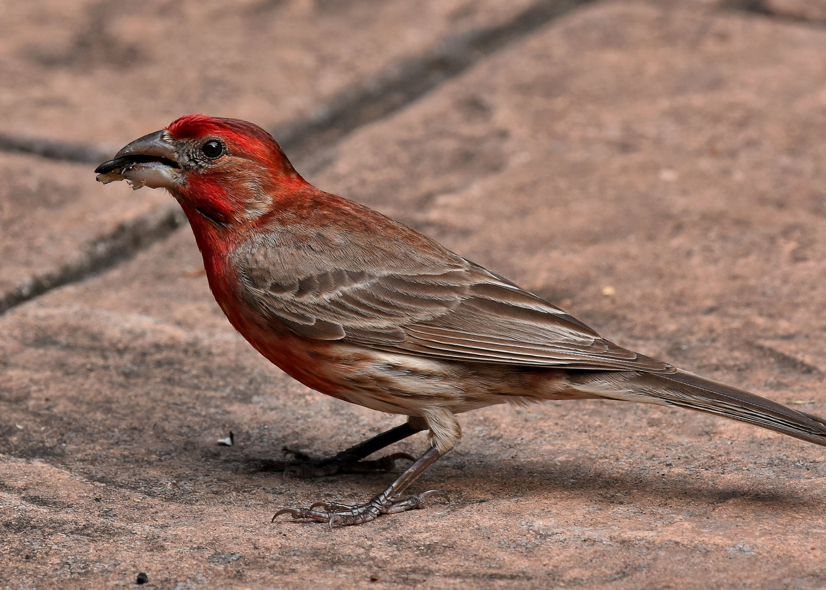 House finch